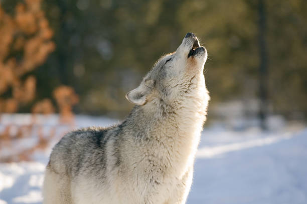 Silver wolf standing on a forest howling A howling female wolf. howling stock pictures, royalty-free photos & images