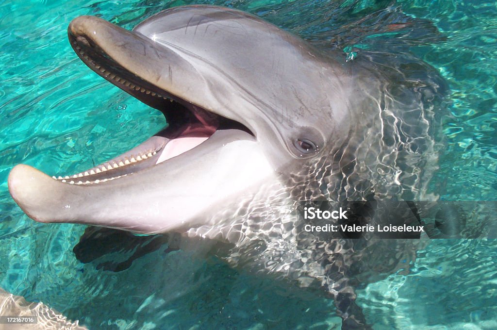 Dolphin - Photo de Marsouin libre de droits