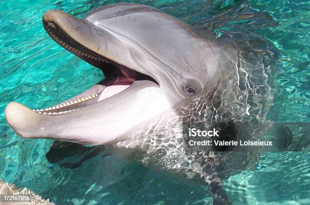 Photo libre de droit de Dolphin banque d'images et plus d'images libres de droit de Marsouin - Marsouin, Beauté de la nature, Bouche des animaux
