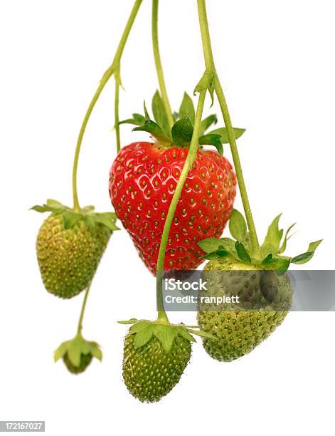 Frische Unberührten Erdbeeren Auf Eine Isolierte Hintergrund Stockfoto und mehr Bilder von Blatt - Pflanzenbestandteile