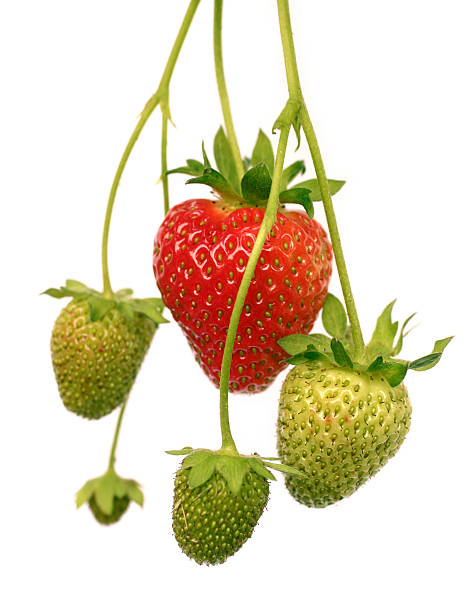 Fresh Untouched Strawberries on an Isolated Background A few strawberries grow on a vine. One is ripe and ready to be picked, the others will be ripe soon. It was taken on a white background so it can easily be placed into many designs. Thanks for viewing this image! cerial stock pictures, royalty-free photos & images