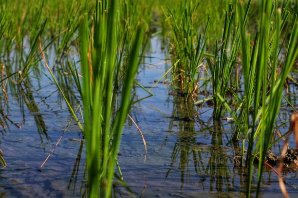 istock Young rice plants in the rice fields grow lush and fresh 1721670470