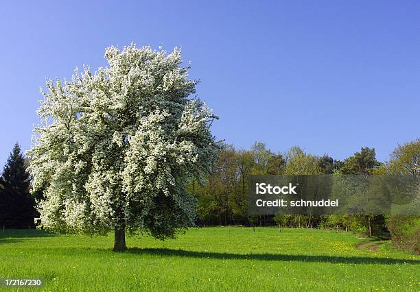 Blossoming 트리를 봄 0명에 대한 스톡 사진 및 기타 이미지 - 0명, 개념, 계절