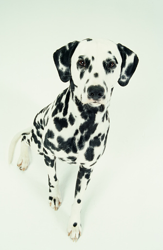 Dalmatian sitting in studio