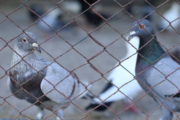 istock several pigeons in captivity in city parks 1721672576