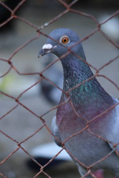 istock several pigeons in captivity in city parks 1721672588