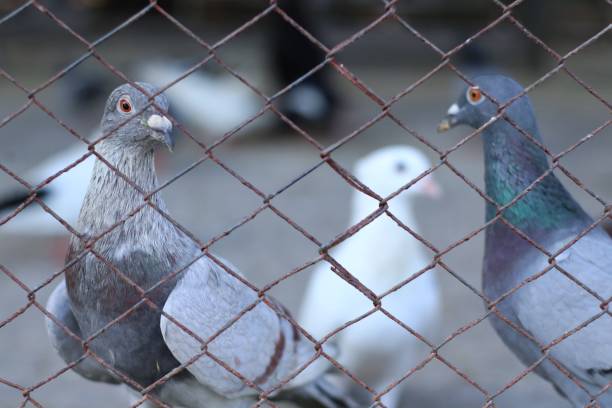 istock several pigeons in captivity in city parks 1721672604