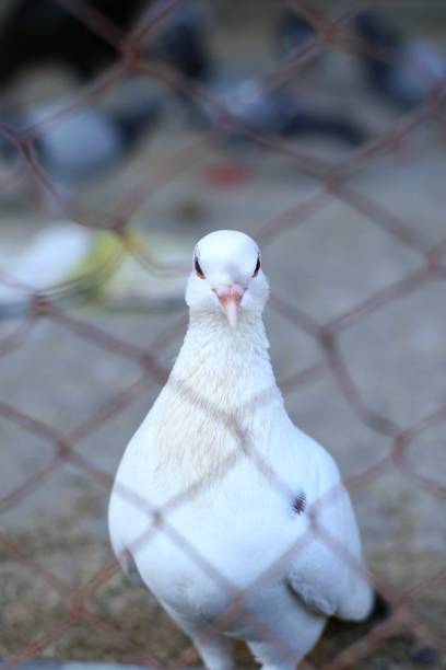 istock several pigeons in captivity in city parks 1721672608