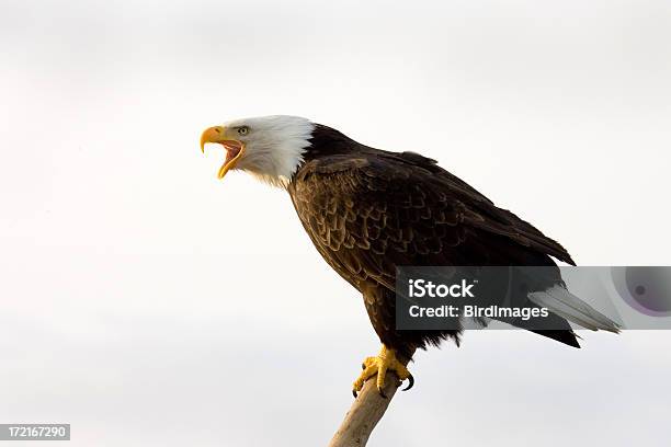 Bald Eagle Rano Rozmowy Alaska - zdjęcia stockowe i więcej obrazów Orzeł - Orzeł, Wrzeszczeć, Bez ludzi