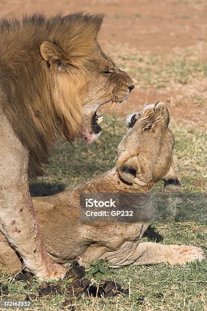 Cortejar Lions Foto de stock y más banco de imágenes de Agresión - Agresión, Aire libre, Animal