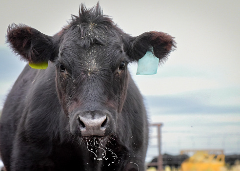 Beef cow enjoys drink of water