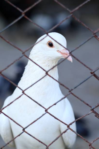istock Pigeons in a city park breeding cage 1721675816