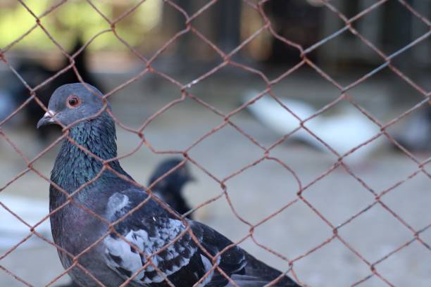 istock Pigeons in a city park breeding cage 1721675817
