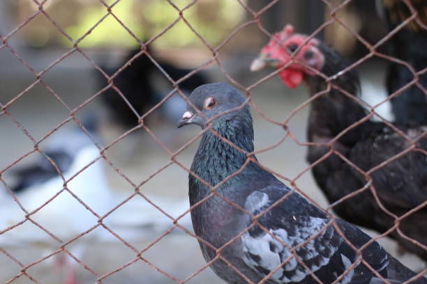 istock Pigeons in a city park breeding cage 1721675823