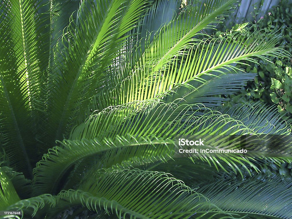 Palmeiras com iluminação natural - Foto de stock de Cycas Revoluta royalty-free