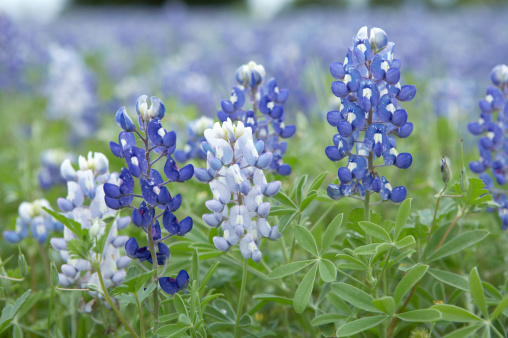 Some albino bluebonnets in a field of the Texas State flowers.