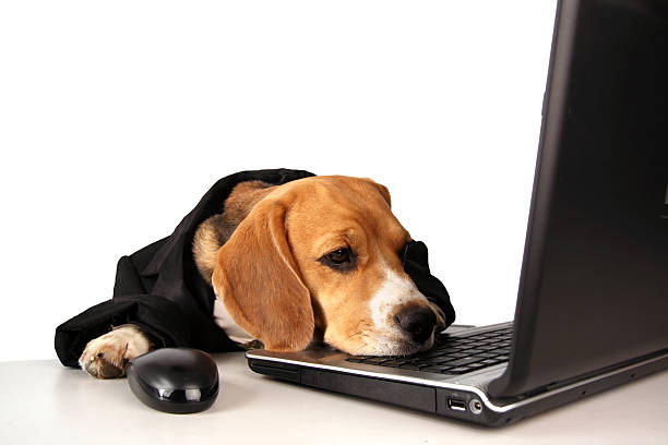 istock A dog in a suit laying its head on a laptop 172167725
