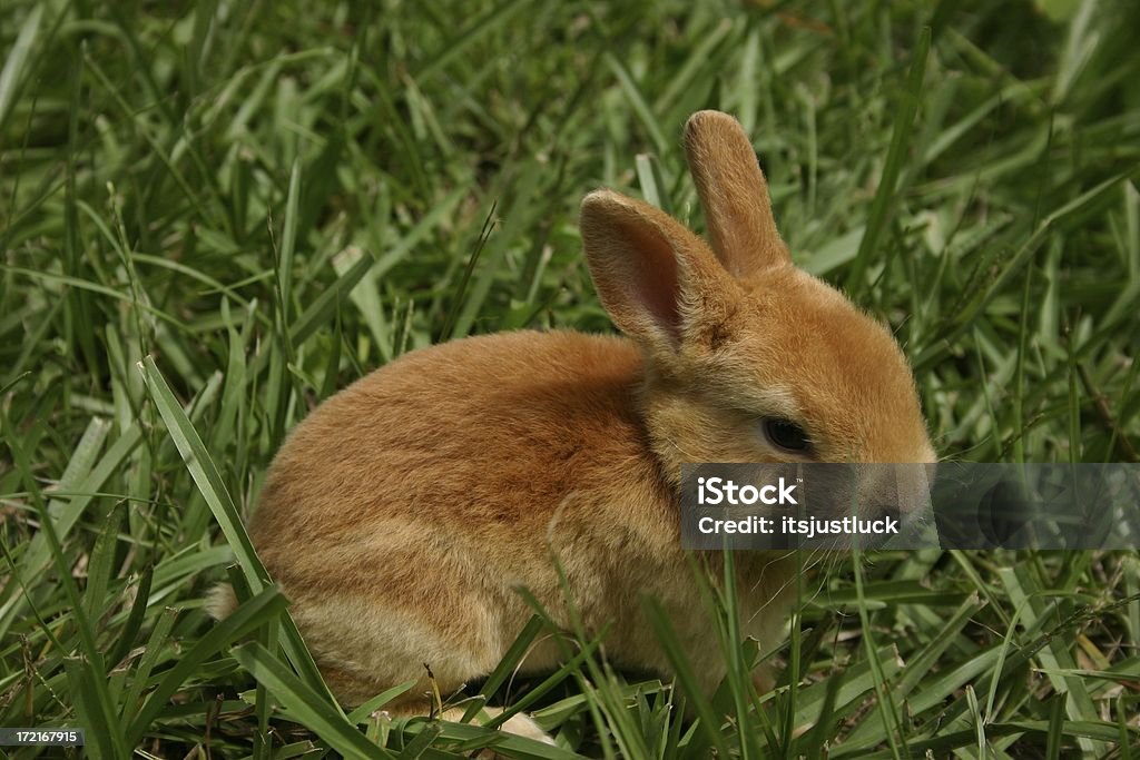 夏のバニー - カイウサギのロイヤリティフリーストックフォト