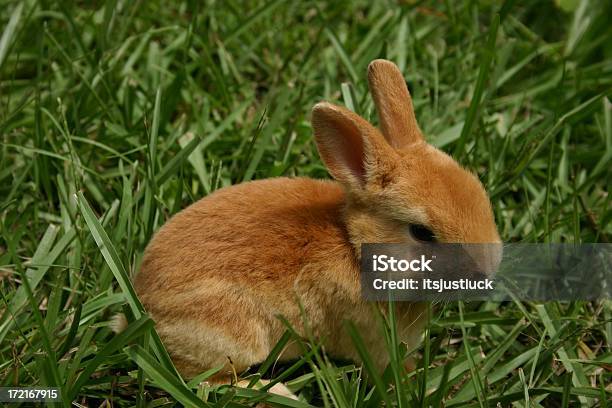 夏のバニー - カイウサギのストックフォトや画像を多数ご用意 - カイウサギ, カラー画像, コンセプト