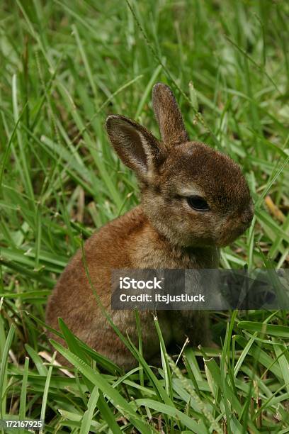 Foto de Peter e mais fotos de stock de Coelho - Animal - Coelho - Animal, Primavera - Estação do ano, Animal