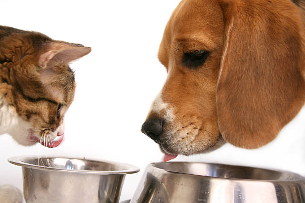 We have dinner together stock photo