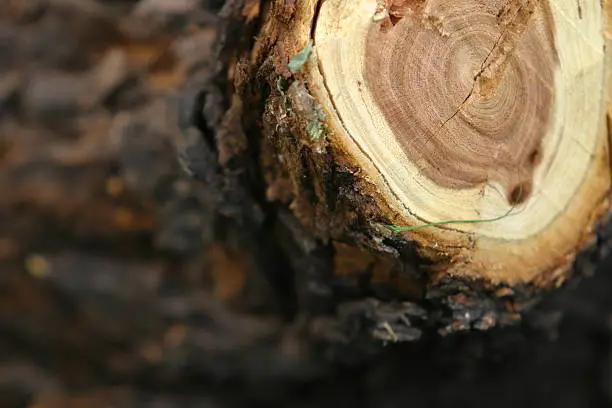 Close up of a tree cut