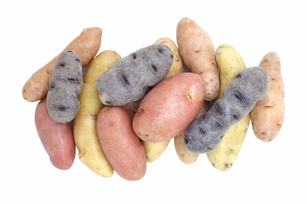 batata fingerling - fingerling imagens e fotografias de stock