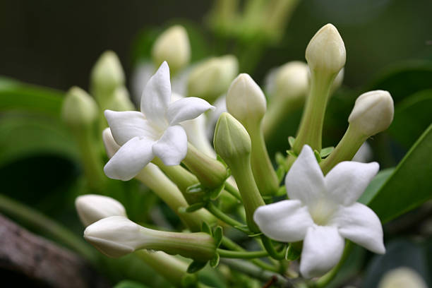 white stefanotis flowers and buds stock photo