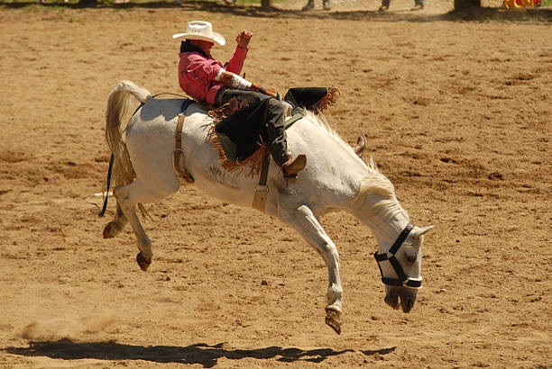 bucking bronc bareback rider at rodeo on a bucking bronc. saddle photos stock pictures, royalty-free photos & images