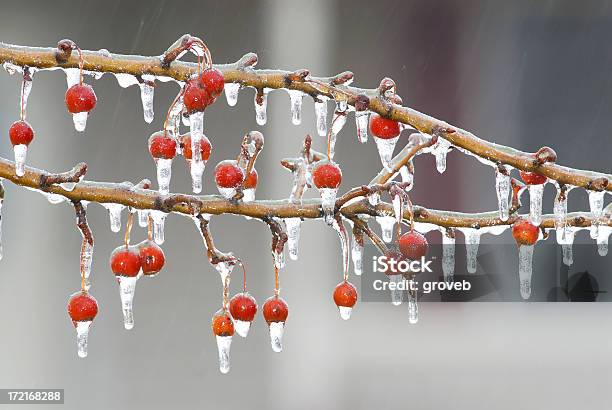 Ramo Completo De Bagas Congeladas - Fotografias de stock e mais imagens de Botão - Estágio de flora - Botão - Estágio de flora, Pingente de Gelo, Baga