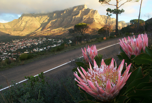 Proteas growing at the roadside - looking back over the Cape Town city bowl and Table Mountain towering above it.