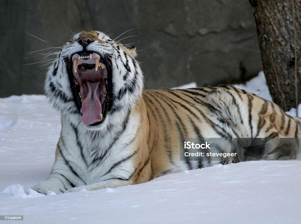 Feroz Tigre - Royalty-free Jardim Zoológico Foto de stock