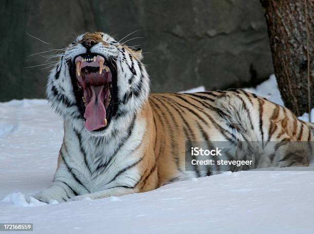 Feroz Tigre - Fotografias de stock e mais imagens de Jardim Zoológico - Jardim Zoológico, Neve, Animais caçando