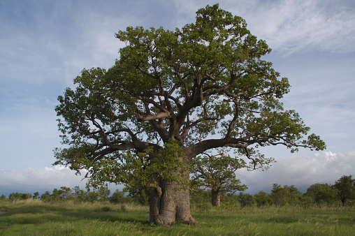 A rare boab tree from the Kimberley region of Western Australia.