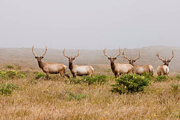 tule elk in point reyes national seashore - point reyes national seashore northern california beach california stock-fotos und bilder