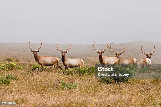Tule Elk At Point Reyes National Seashore Stock Photo - Download Image Now - Point Reyes National Seashore, Tule Elk, Elk