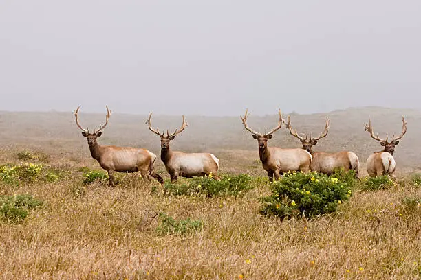 "Tule Elk - five young males at Point Reyes National Seashore, with velvet antlers"