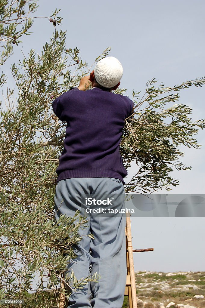 Olive colheita de - Foto de stock de Azeitona royalty-free