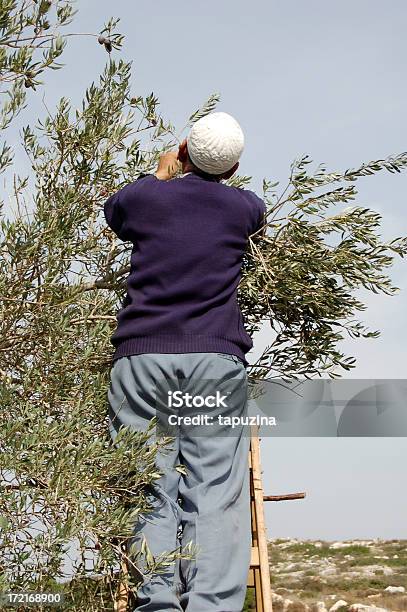 Colheita De Azeitona - Fotografias de stock e mais imagens de Azeitona - Azeitona, Israel, Adulto