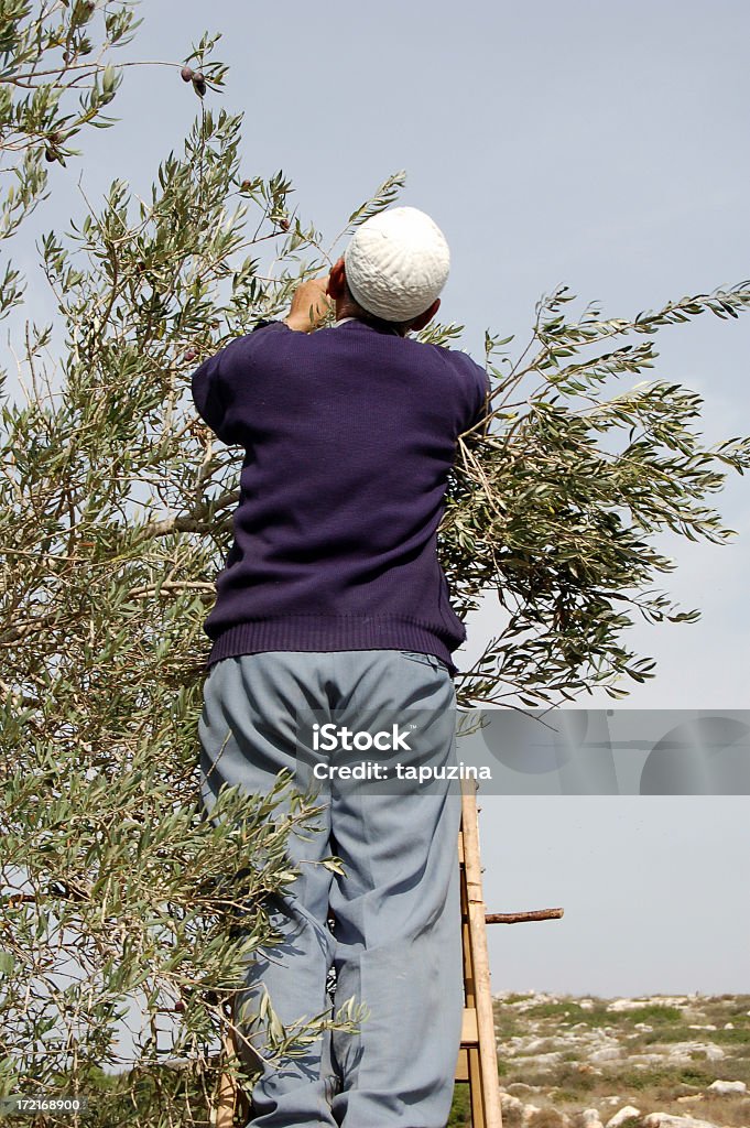 Оливковый уборки - Стоковые фото Израиль роялти-фри