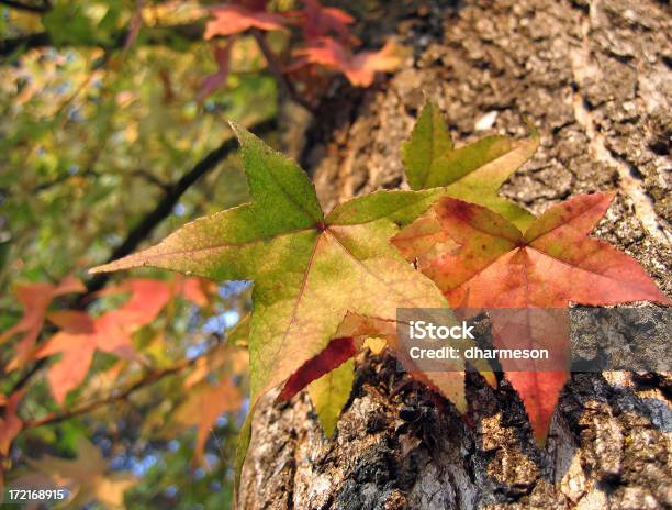 Outono Cores Por Três - Fotografias de stock e mais imagens de Beleza natural - Beleza natural, Casca de árvore, Colorido