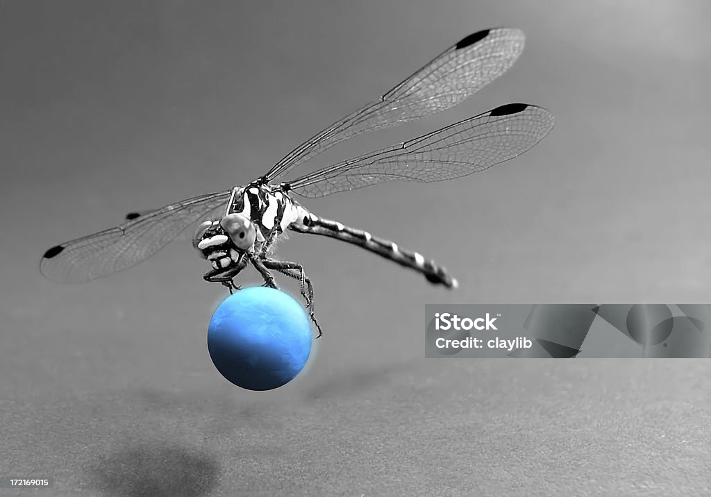 Dragonfly ：Planet キャッチャー - つかまえるのロイヤリティフリーストックフォト