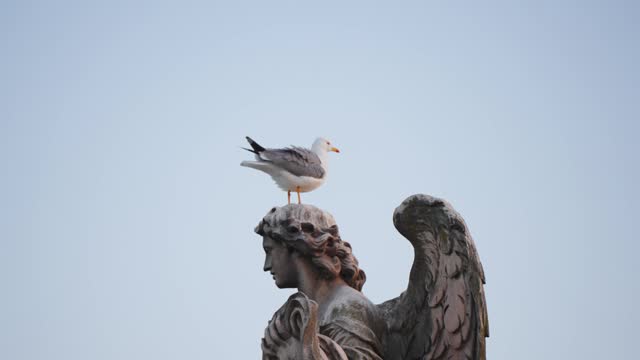 Seagull bird sitting on head of angel statue in front of Castelo Sant'Angelo in Rome, Italy