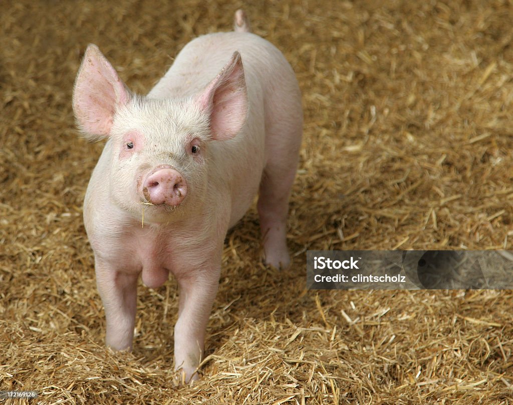 Счастливая свинья - Стоковые фото Свинья - Копытное животное роялти-фри