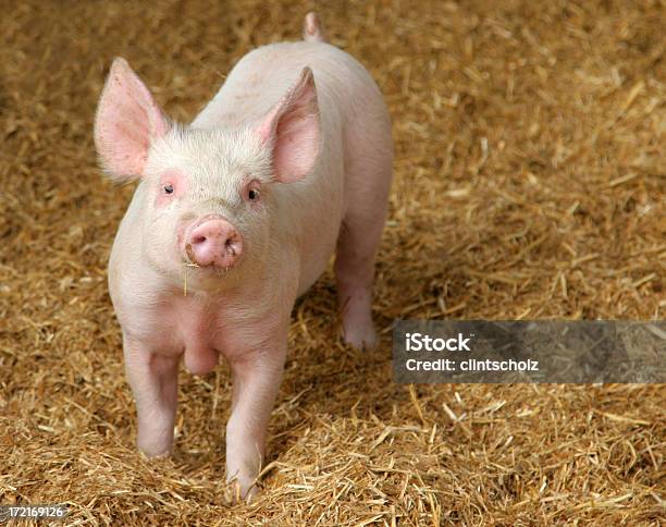 Счастливая Свинья — стоковые фотографии и другие картинки Свинья - Копытное животное - Свинья - Копытное животное, Смотреть вверх, Ферма