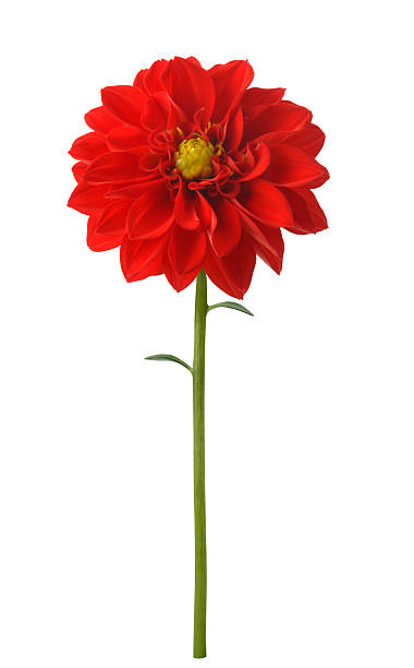 Bright Red Dahlia stock photo