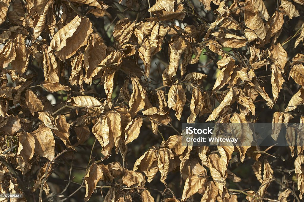 Martwe i withered brown liście - Zbiór zdjęć royalty-free (Buk - drzewo)