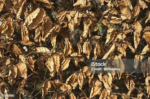 Foto de Folhas Mortas E Withered Brown e mais fotos de stock de Faia - Árvore de folha caduca - Faia - Árvore de folha caduca, Sebe viva, Conceito