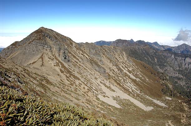 istock Plants of Syue Shan (Taiwan Central Mountain Range) 172169451