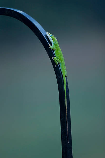 Lagarto de Anole - fotografia de stock